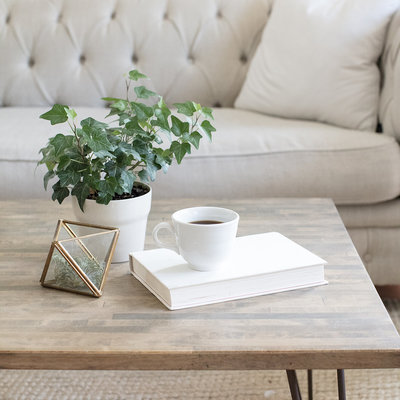 Coffee table with book, plant and coffee cup.