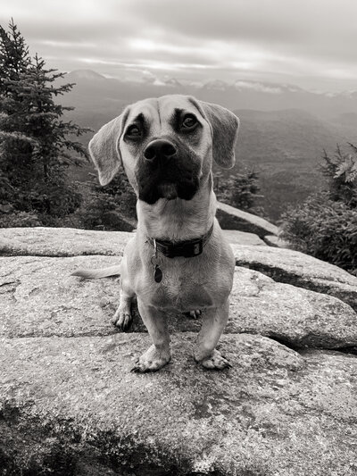 black and white image dog