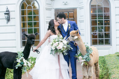 Bride and groom kiss while holding llamas on leashes