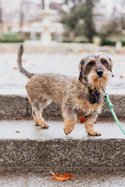 Photo of Dog