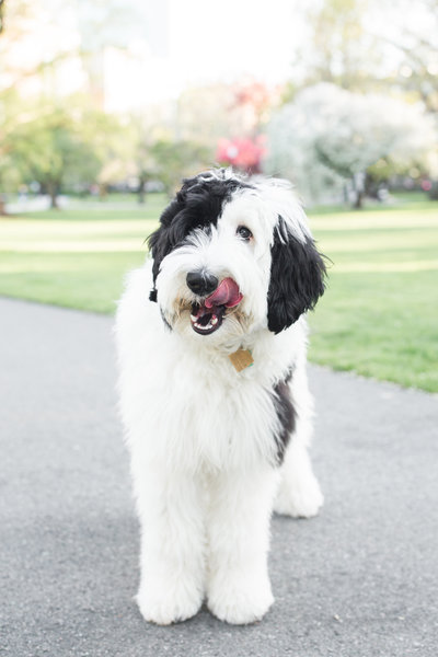Black and White Sheepadoodle licking their lips
