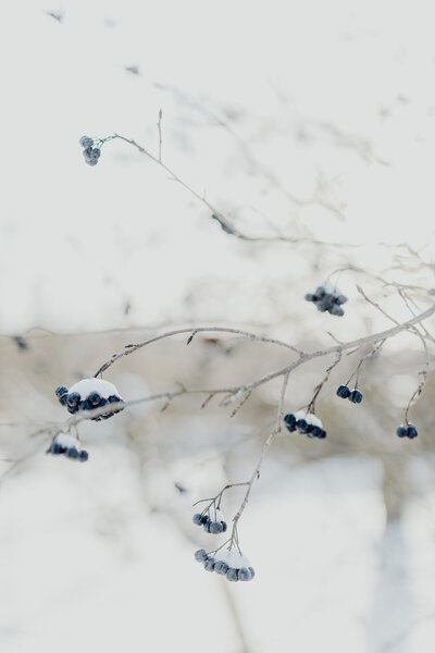 Möwen am Strand von Binz.