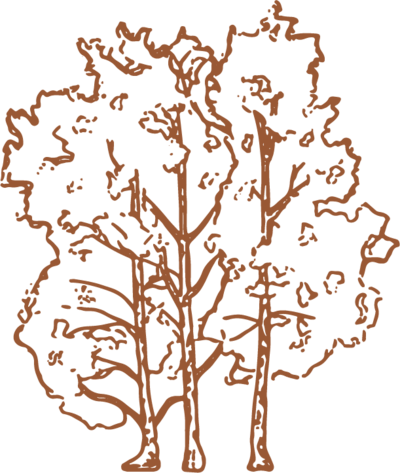 hand illustrated aspen tree