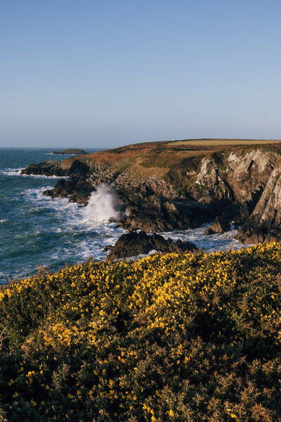 Cliffs, and gorse bush coastal landscape in St Nons, Pembrokeshire