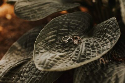 Close up of wedding rings on a leaf