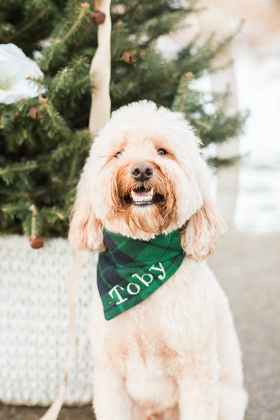 Brown Goldendoodle wearing a green plaid Christmas scarf