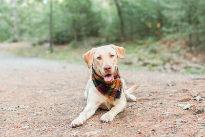 Yellow Labrador in woods