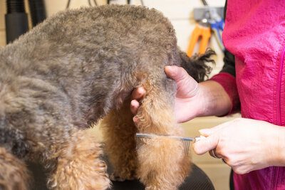 Het kammen van een hond in Trimsalon Ans Hengelman