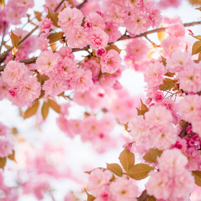 Cherry blossoms portrait photographer in Toronto