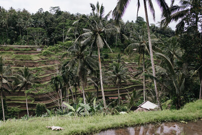 outdoor-shot-rice-fields-with-palm-trees-outdoor-photo-exotic-landscape-with-tropical-forest