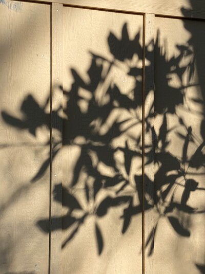 Leafy Shadow on Beige Wall