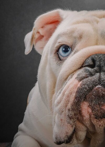 bulldog with blue eye half faced portrait