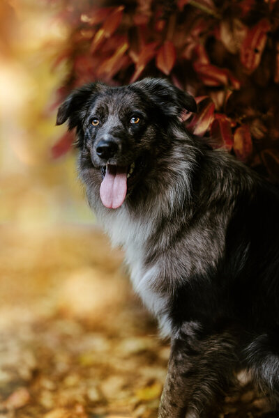 Tierfotos Hundefotos Fotoshooting Hund Aachen Sarah Thelen Lichtsammlerin Katzenfotos Haustierfotos Tierheim Aachen