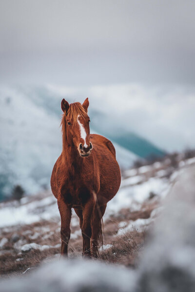 horse on a snowy mountainside