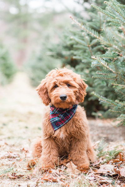 Mini Goldendoodle wearing a plaid scarf sitting in a Christmas Tree Farm