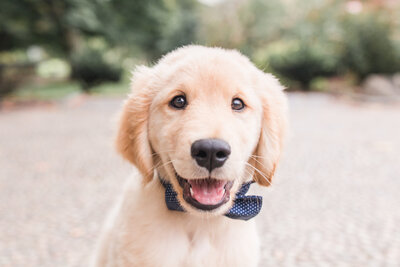 golden retriever puppy wearing a bow tie in Boston