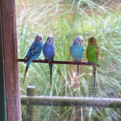two pairs of two parakeets are perched on a stick