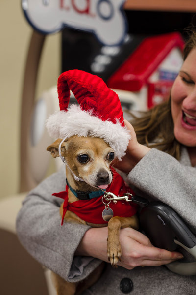 Chihuahua Dog Wearing a Santa Hat