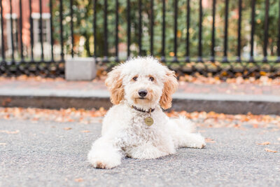 Mini Goldendoodle laying in streets in Beacon Hill