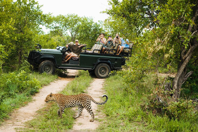 A leopard walks along a dirt path in a lush green safari park, with a group of tourists in an open-top jeep nearby, watching and taking photos. The scene is set against a backdrop of dense trees and foliage.