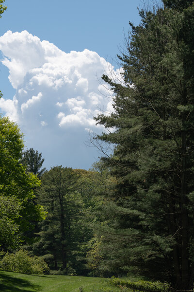 Scenic forest landscape with tall pine trees and blue sky – photographed by wedding photographer Niko Coric – Lumen Clarity Media