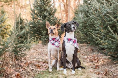 Two dogs in a Christmas Tree Farm wearing plaid scarves