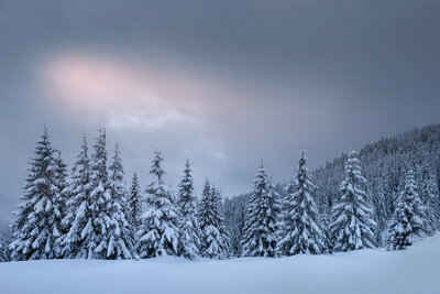 mysterious-winter-landscape-majestic-mountains-with-snow-covered-tree-photo-greeting-card-carpathian-ukraine-europe