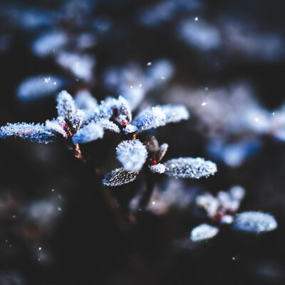 Frosted blue flowers.