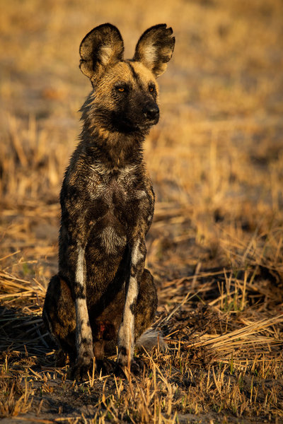 4-2---Traveljar---WIld-dog-in-Botswana