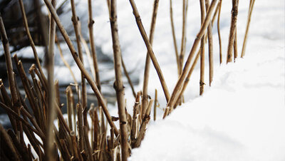 Flower photography book image twigs standing in snow