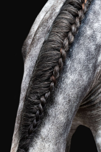 closeup of a grey dappled horse's braids on a black background