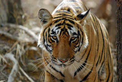 India Tiger 5