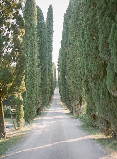 row of cypress trees road in tuscany italy print photo