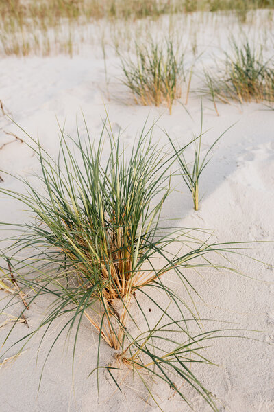 Gräser am Strand von Binz.