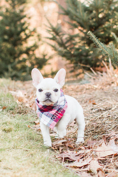 White French Bulldog puppy wearing a plaid scarf