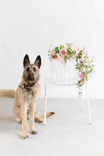 a belgian dog with a floral arrangement