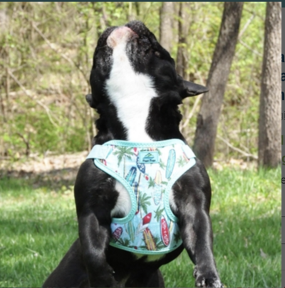 Choke Free Dog Harness Polka Dot