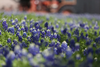 bluebonnet2
