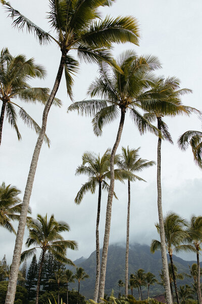 Palm trees in Hanalei, Kauai