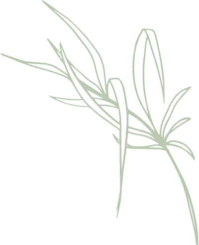 tropical plat lineart