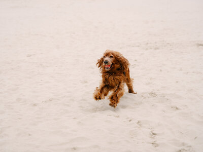 Hund läuft mit Ball im Mund an Binzer Strand.