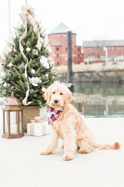 Goldendoodle wearing a Christmas scarf