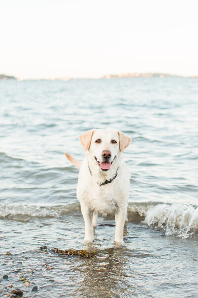 Yellow Lab in ocean in new england