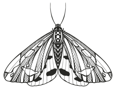 moth illustration