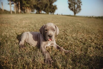 Frenchie in light Blue Photoshoot