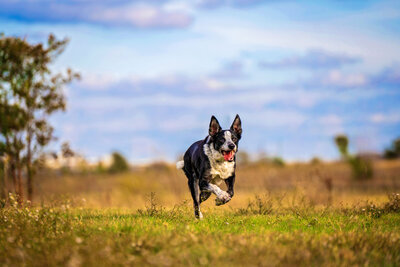 Border Collie running toward the camera at a fenced dog photo studio in Flower Mound, Texas.