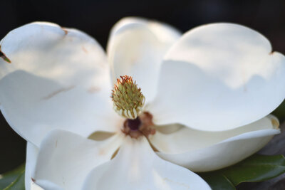 image showing a white southern magnolia blossom fully open in front of a dark background