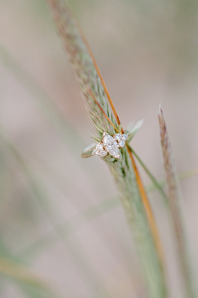 dune-grass
