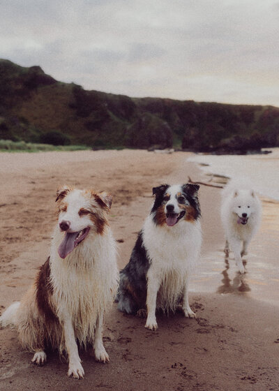 A red merle Australian Shepherd, a blue merle Australian Shepherd, and a white Samoyed stand on a sandy beach, wet from the water and looking toward the camera in soft coastal light.