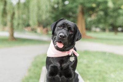 Black Lab with head tilted